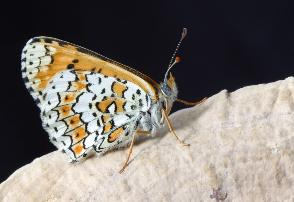 white black and yellow winged butterfly preview