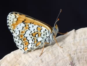 white black and yellow winged butterfly thumbnail