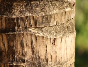 Forest, Nature, Wood, Trunk, Flying, tree trunk, textured thumbnail