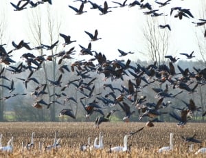 Goose, Swans, Whooper Swan, Geese, Bird, large group of animals, bird thumbnail