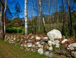 gray stone barricade near gray tree branch thumbnail