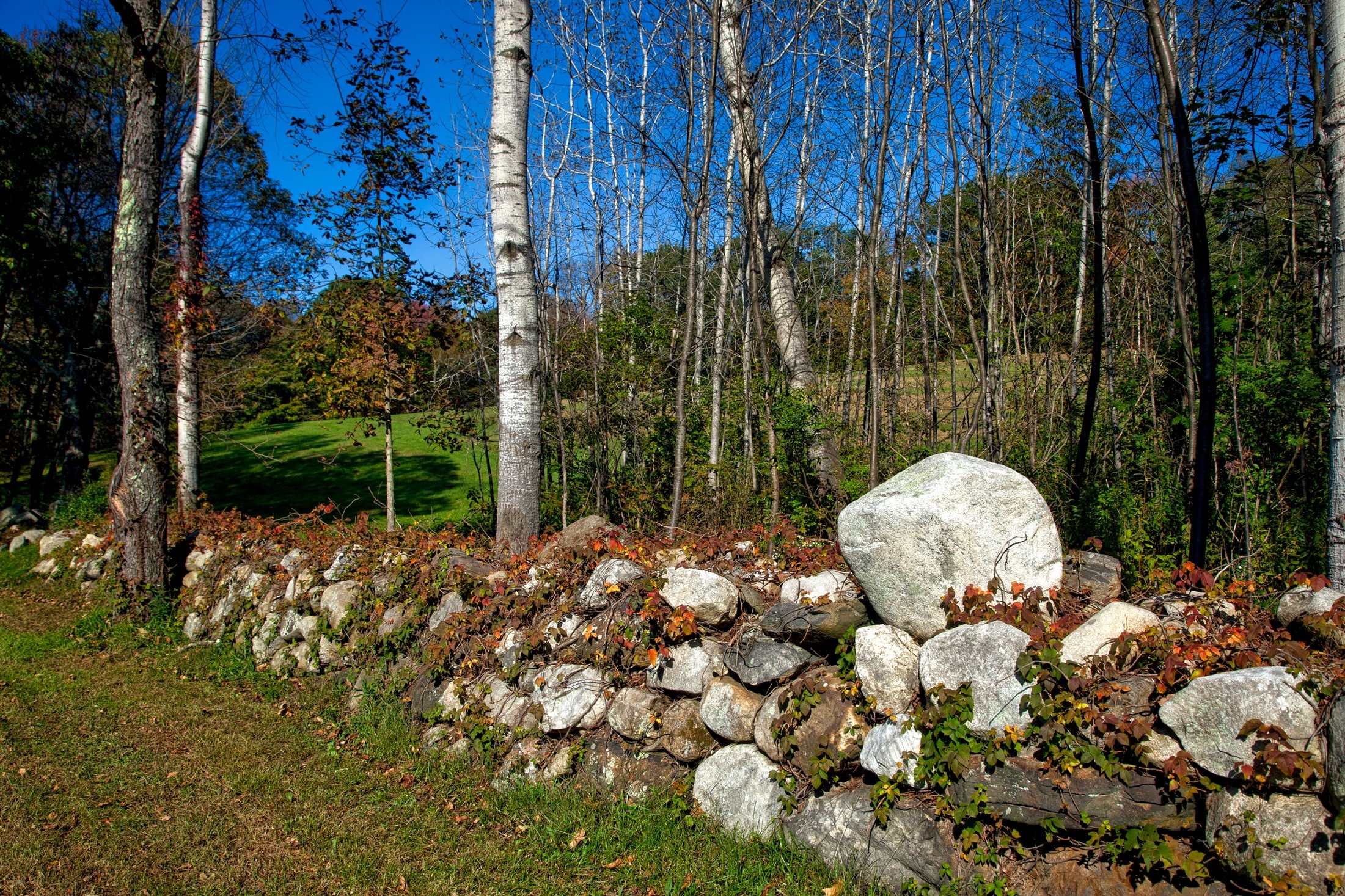 gray stone barricade near gray tree branch