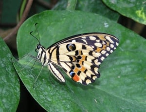 beige and black butterfly thumbnail