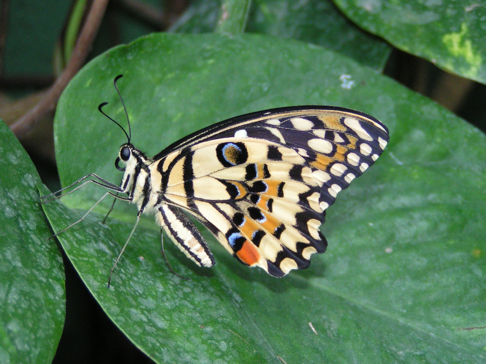 Класс насекомые бабочки. Бабочка с леопардовым окрасом. Бабочка биология. Бабочки с расцветкой леопарда. Леопардовый мотылек.