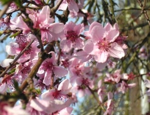 Blossom, Pink, Flowers, Peach Blossom, flower, blossom thumbnail