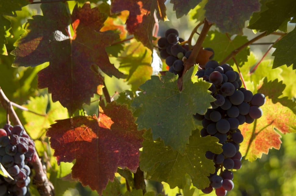 Autumn Leaves, Wine, Grapes, leaf, food and drink preview