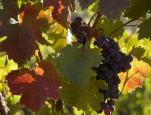 Autumn Leaves, Wine, Grapes, leaf, food and drink thumbnail