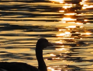 Water, Sunset, Silhouette, Duck, Animal, one animal, animals in the wild thumbnail