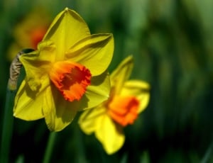 yellow Daffodils thumbnail