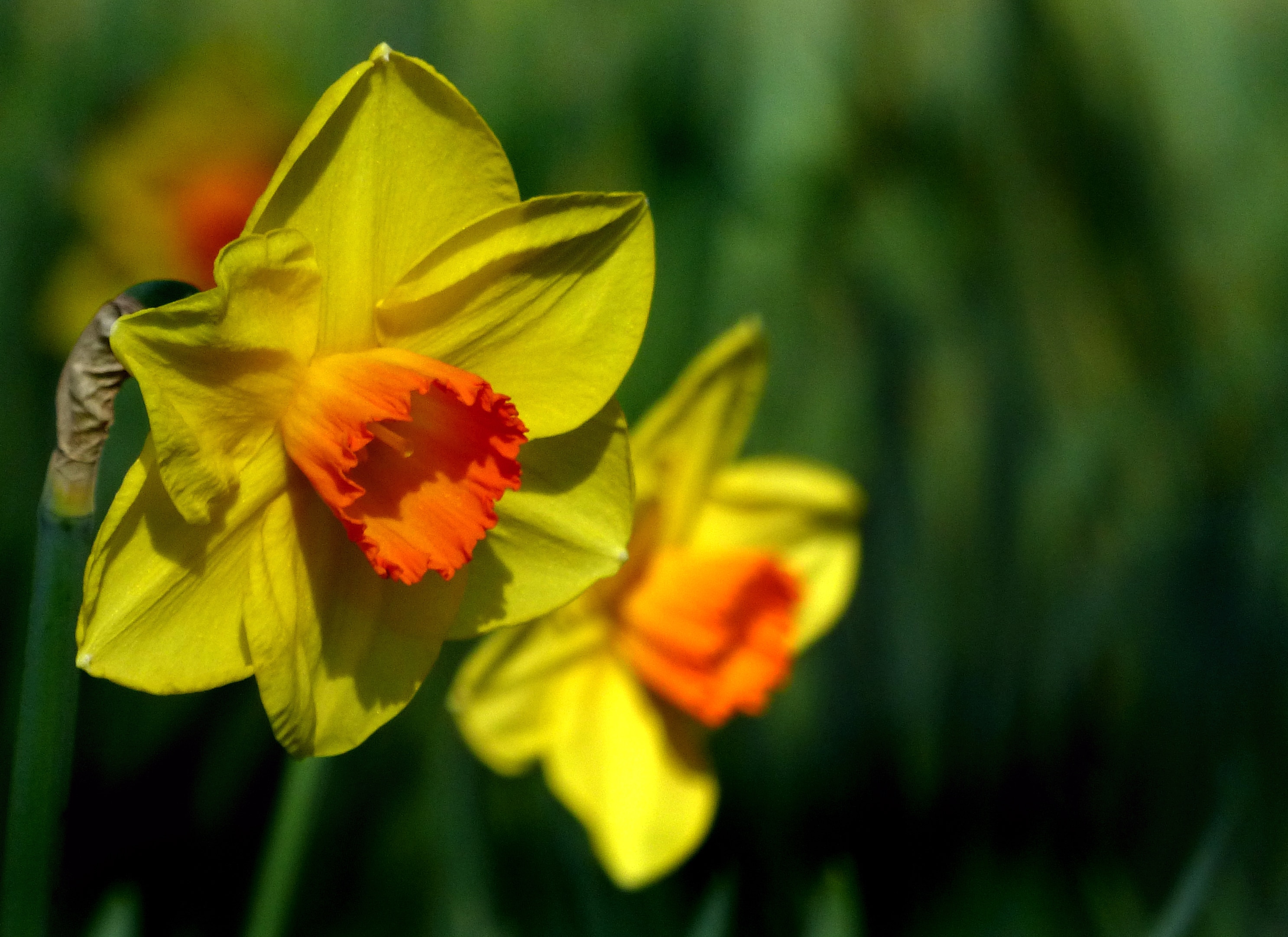yellow Daffodils