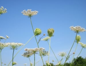 Sky, Plant, Daucus Carota, Clouds, flower, growth thumbnail