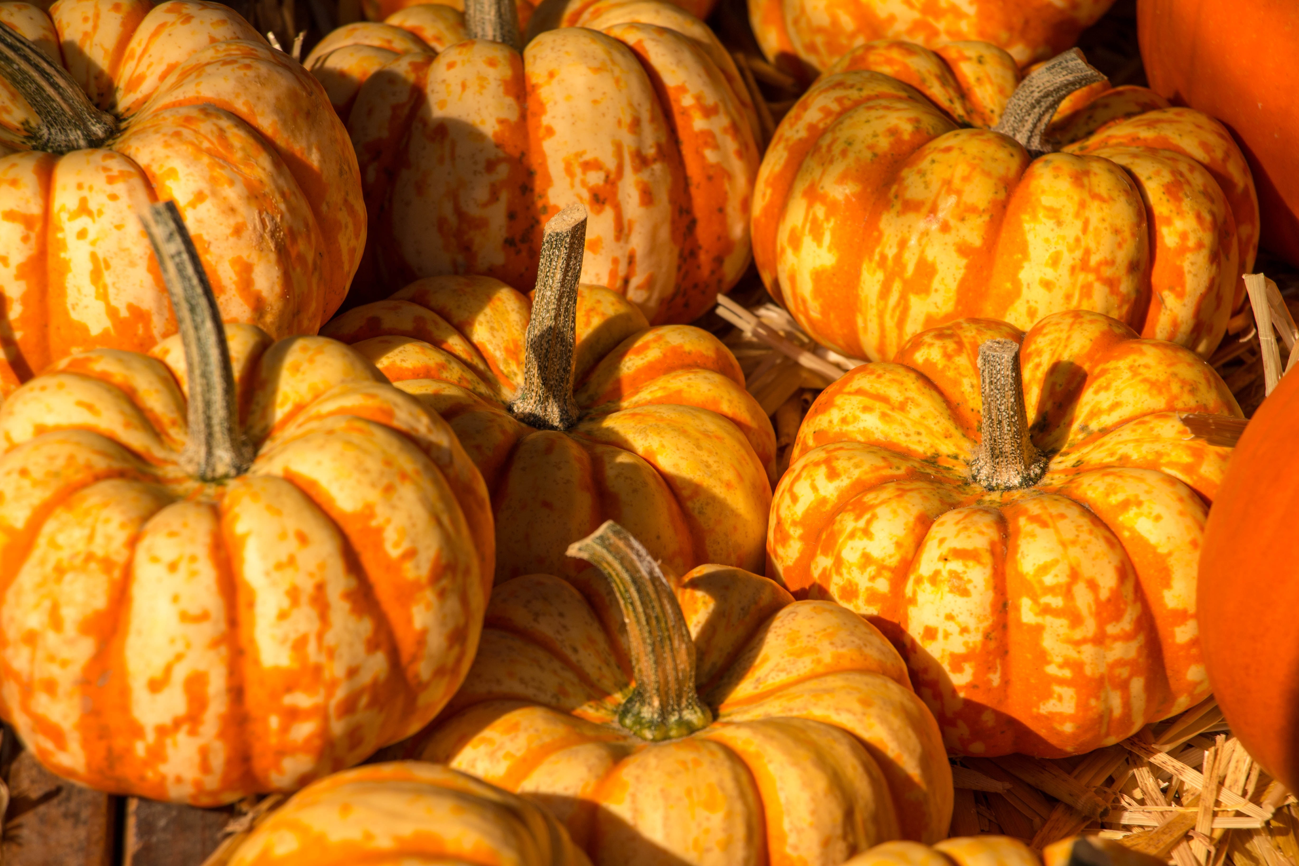 pumpkin lot