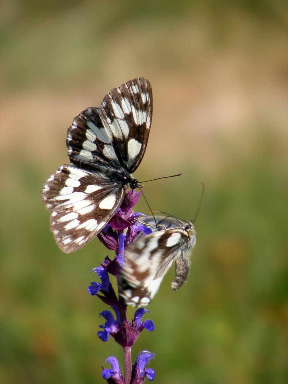 Summer, Butterflies, Salvia, insect, one animal preview