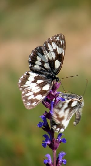 Summer, Butterflies, Salvia, insect, one animal thumbnail
