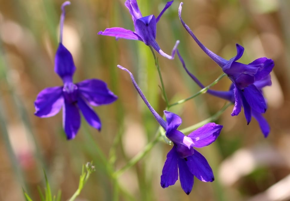 Blossom, Arable Larkspur, Field Flower, flower, purple preview