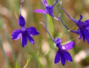 Blossom, Arable Larkspur, Field Flower, flower, purple thumbnail