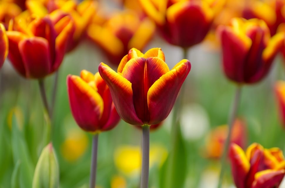 red and yellow petaled flower lot preview