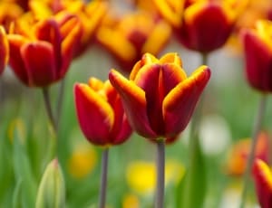 red and yellow petaled flower lot thumbnail