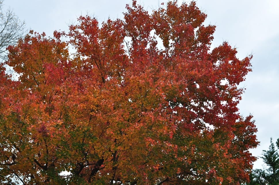 red leaf tree preview