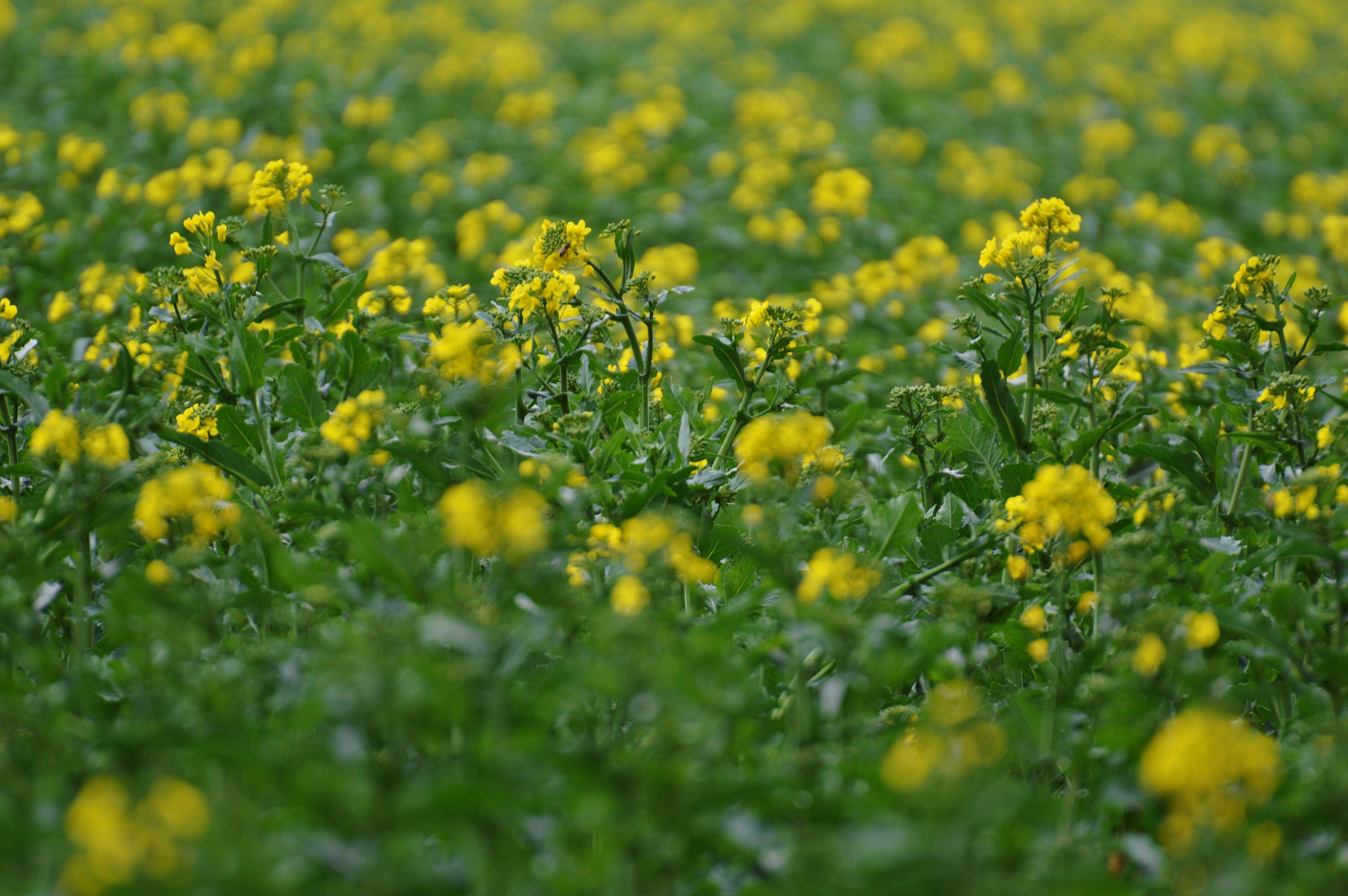yellow danelion field
