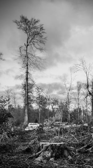 grayscale photo of bare trees thumbnail