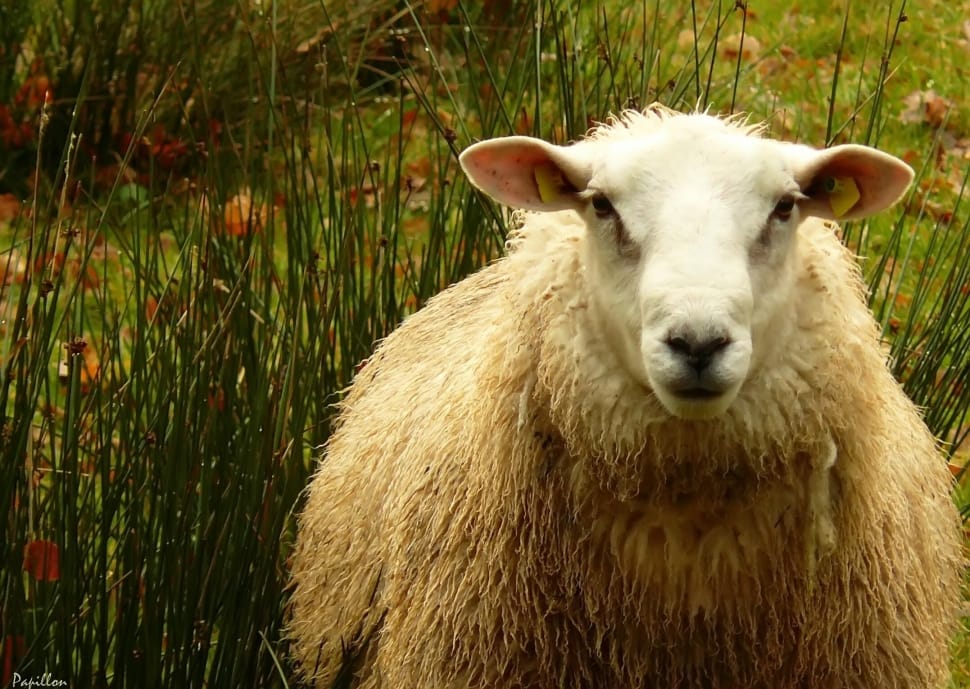Sheep'S Wool, Animal, Sheep, Wool, animal themes, one animal preview