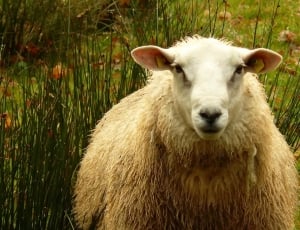 Sheep'S Wool, Animal, Sheep, Wool, animal themes, one animal thumbnail