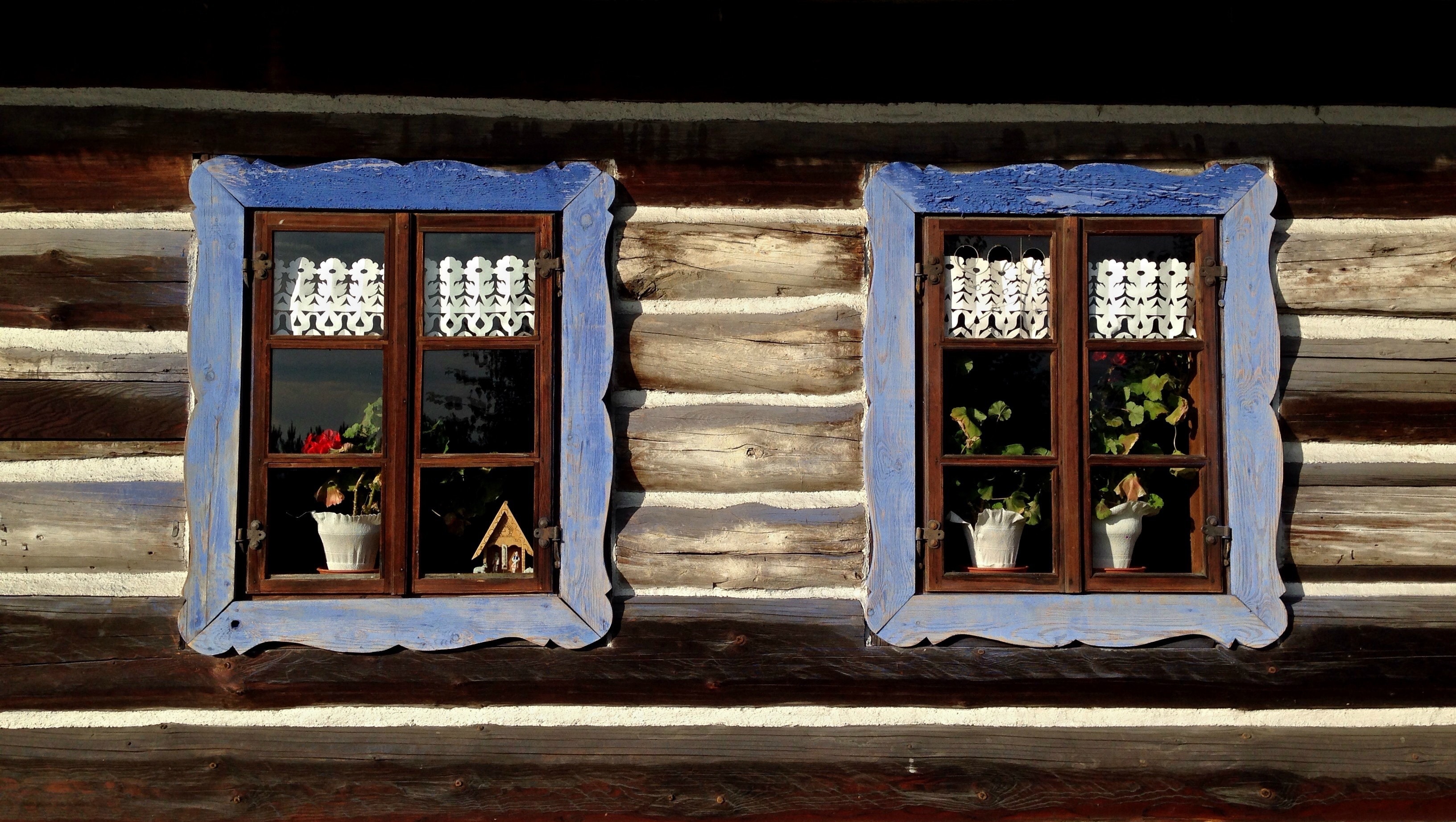 blue wooden framed windows with green potted plants
