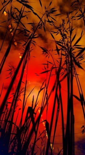 silhouette of bamboo trees thumbnail