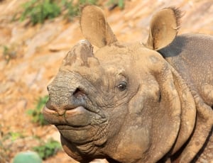 Rhino, Zoo, India One Horned Rhinoceros, animal wildlife, animals in the wild thumbnail