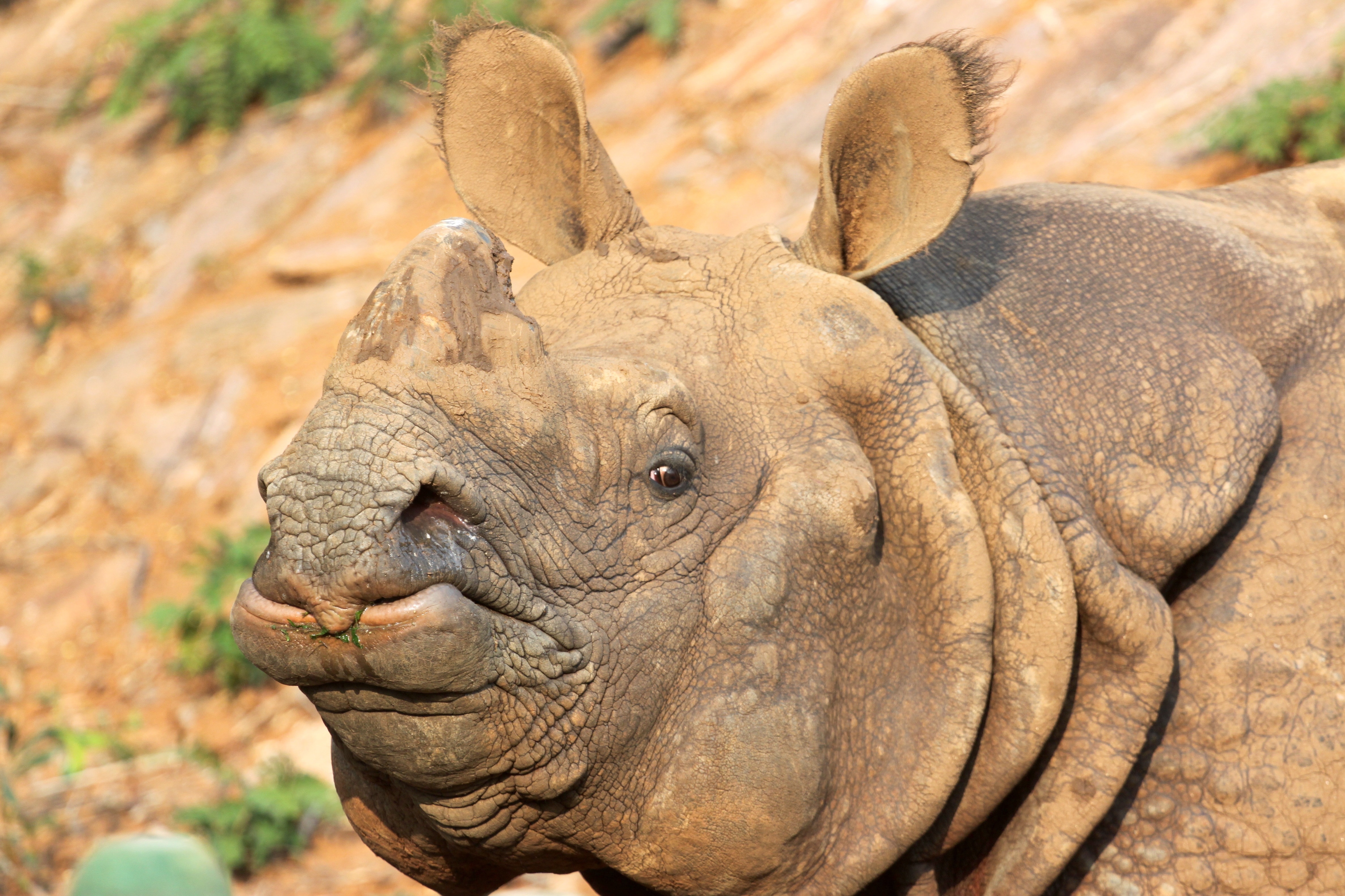 Rhino, Zoo, India One Horned Rhinoceros, animal wildlife, animals in the wild