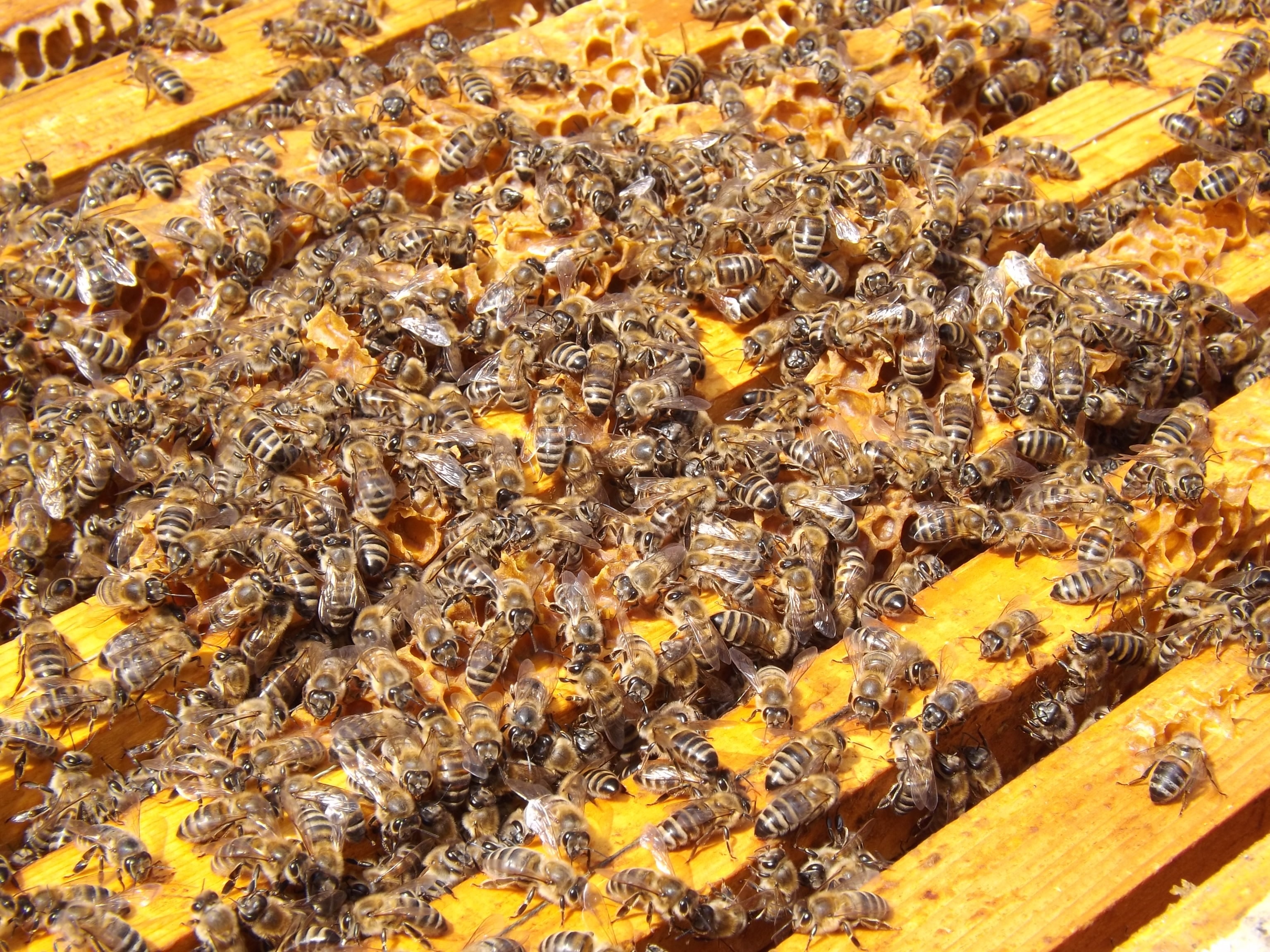 Beekeeping, Busy, Honey, Beehive, Bees, beehive, bee