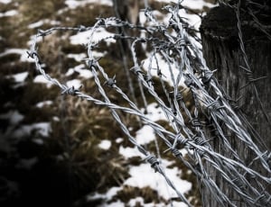 Wire, tree, snow thumbnail