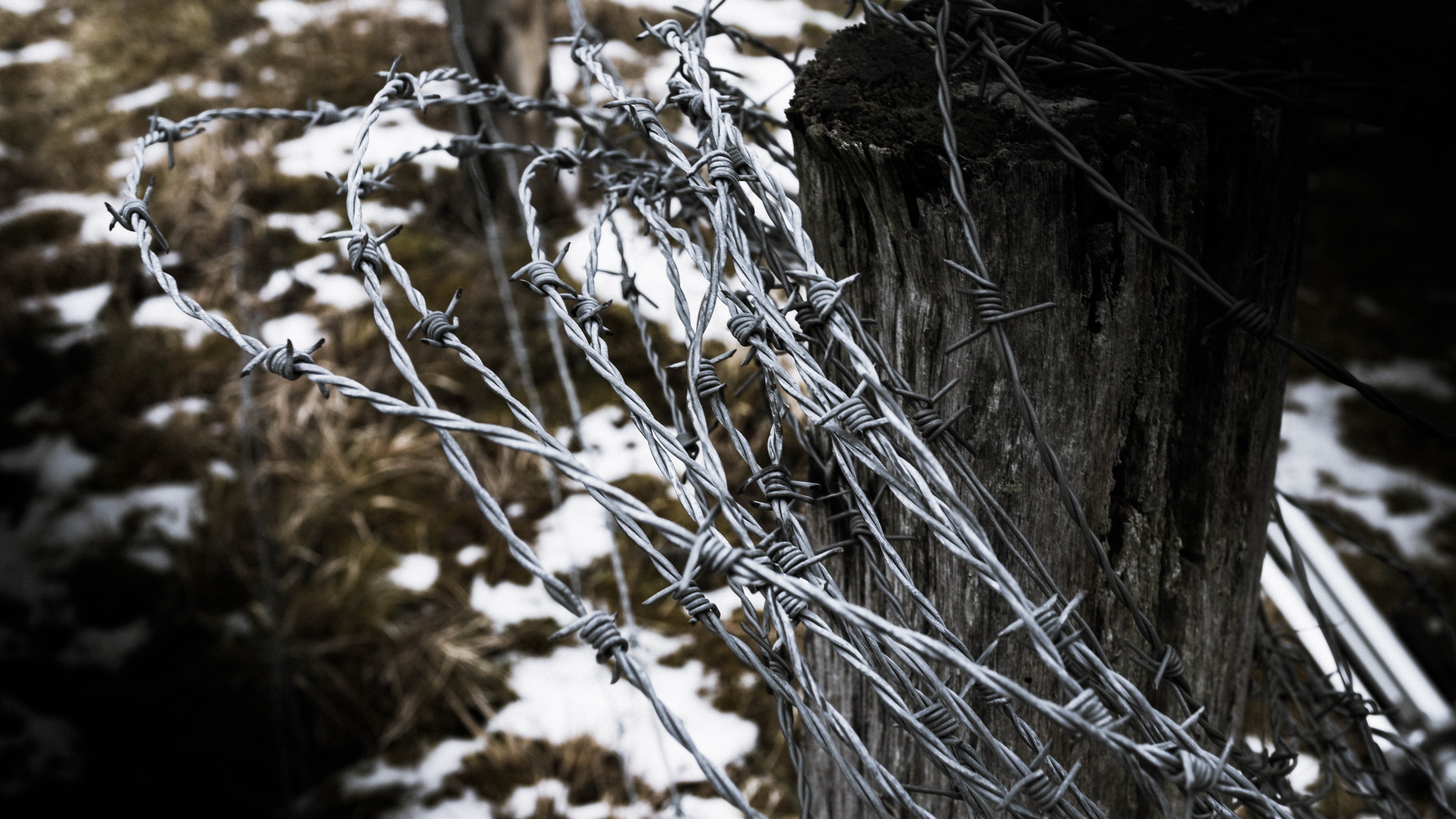 Wire, tree, snow