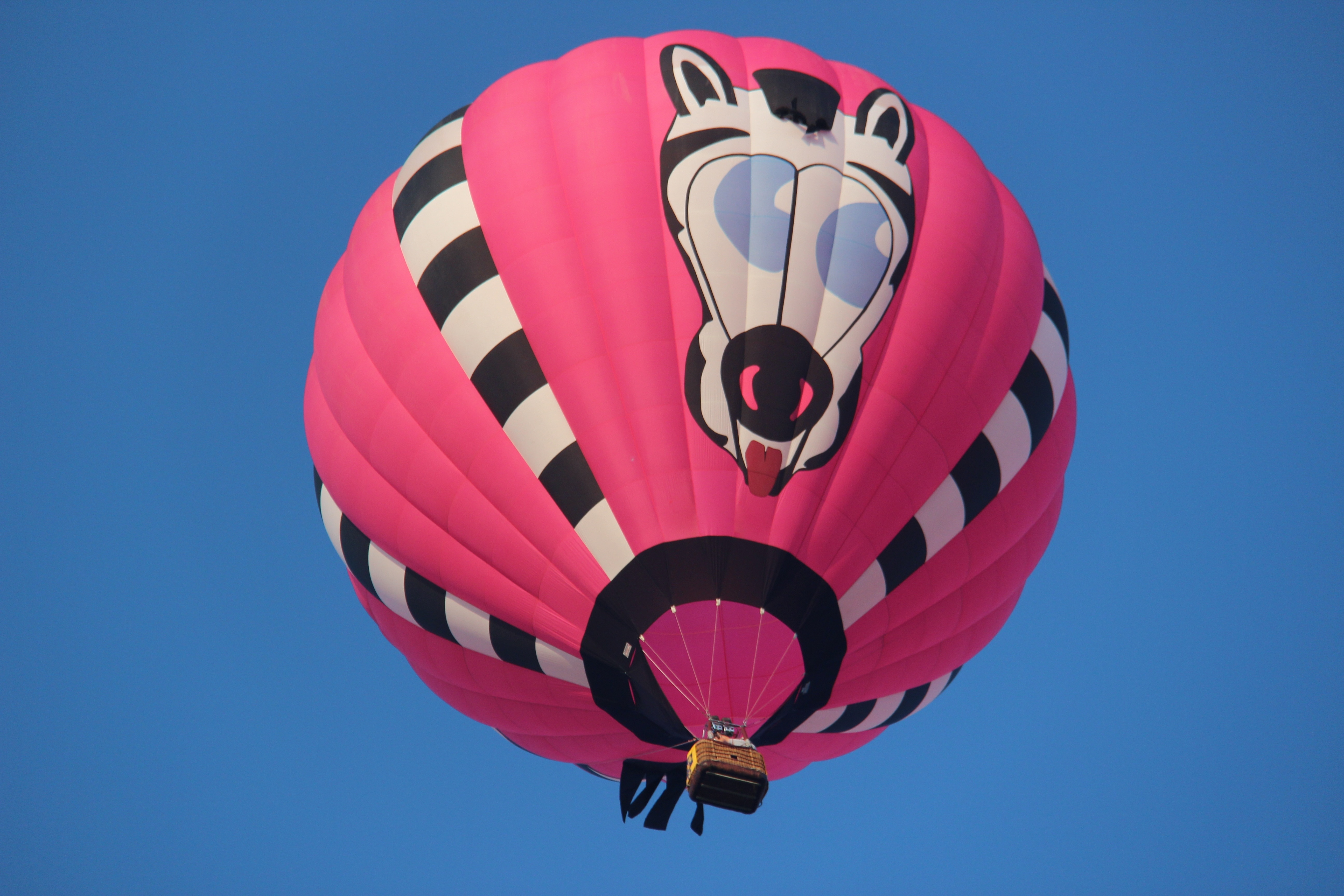 pink and Zebra Print hot air balloon photography during daytime