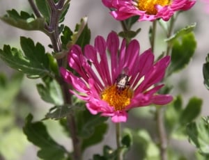 Plant, Fly, Floral, Nature, Insect, flower, one animal thumbnail