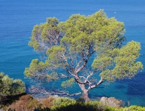 green tree on the edge of cliff during daytime thumbnail