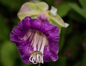 purple thunbergia thumbnail