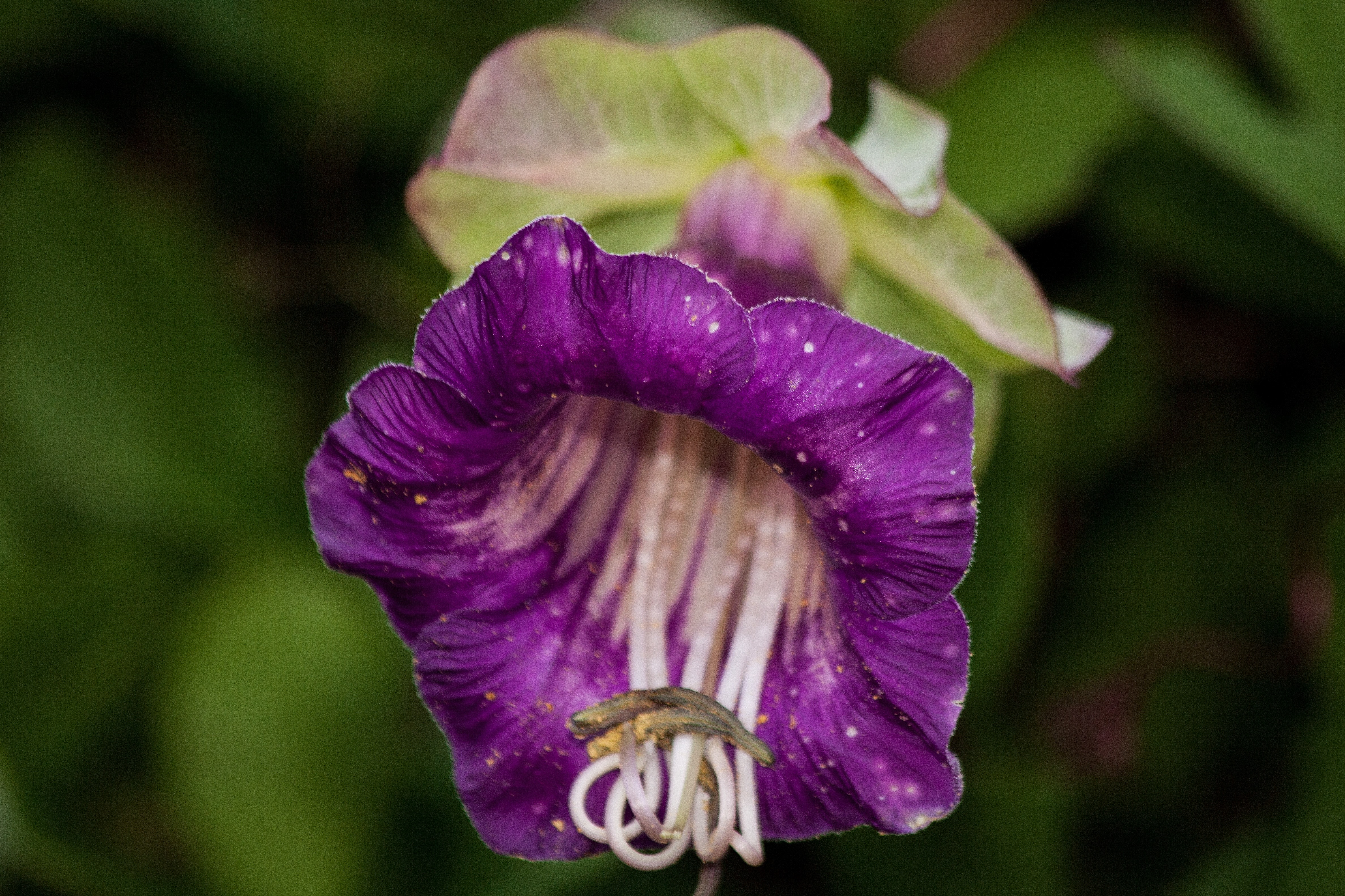 purple thunbergia