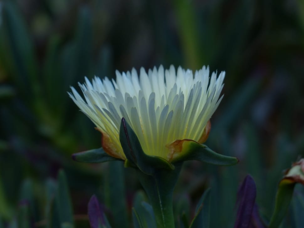 white and yellow shrubby ice plant flower preview
