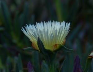 white and yellow shrubby ice plant flower thumbnail