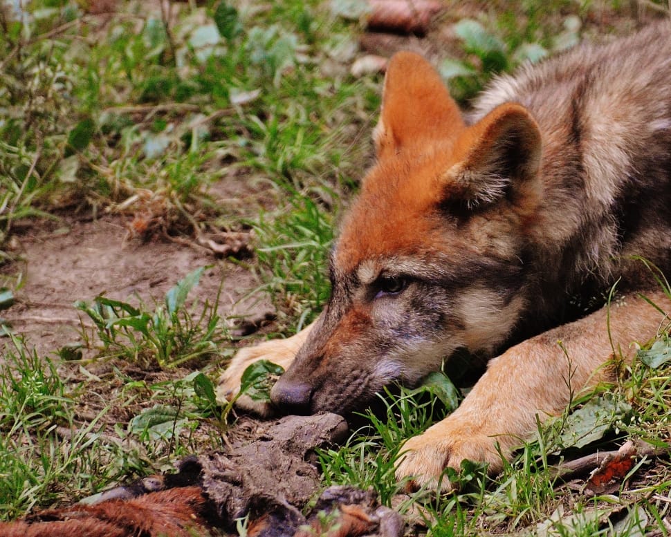 red fox preview