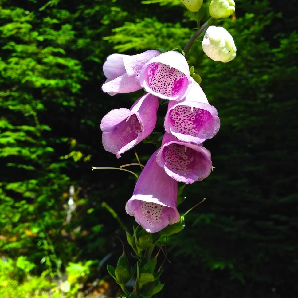 Digitalis, Flower, Foxglove, Plant, growth, green color preview