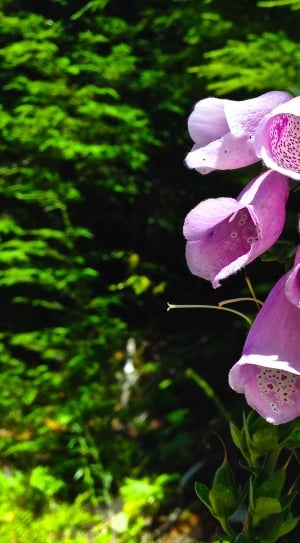 Digitalis, Flower, Foxglove, Plant, growth, green color thumbnail
