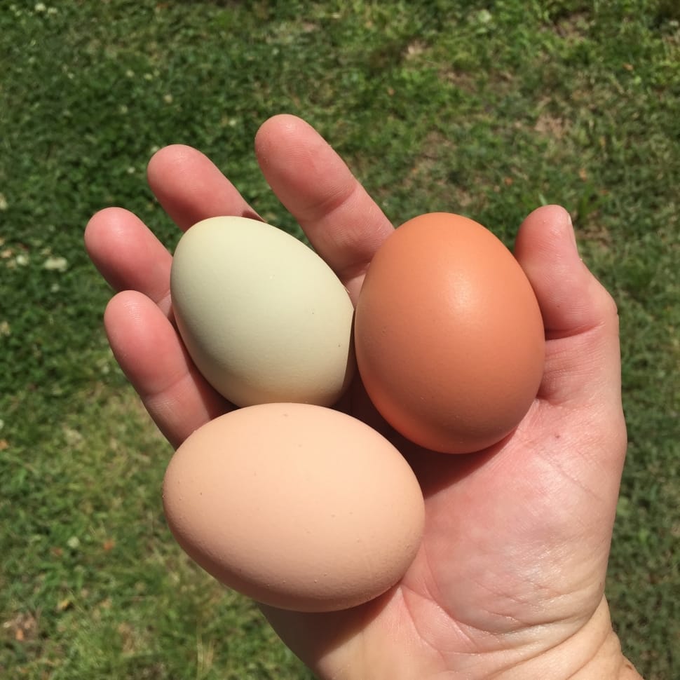 3 eggs preview