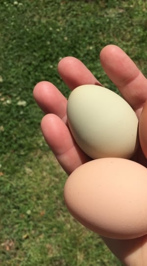 3 eggs thumbnail