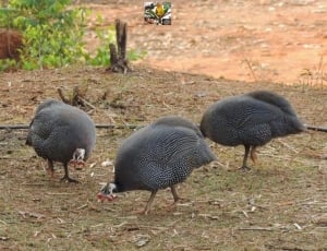 3 gray quails thumbnail