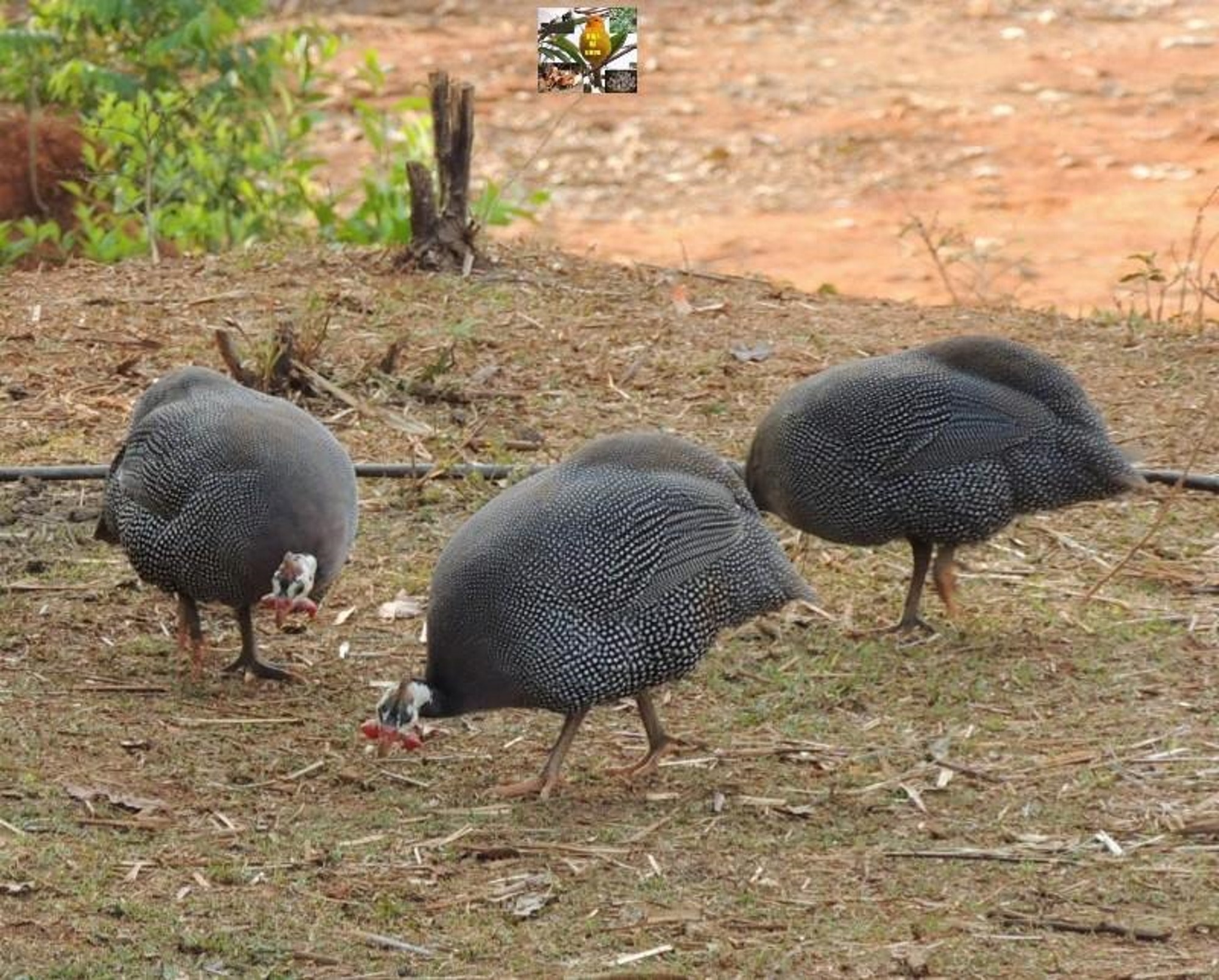3 gray quails