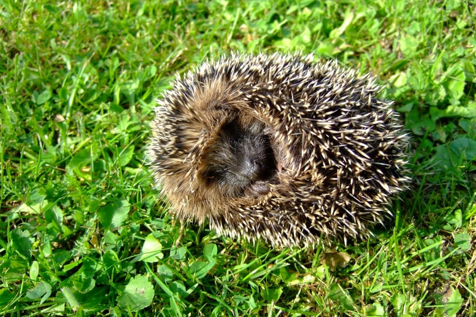Rush, Nature, Cute, Prickly, Hedgehog, hedgehog, grass preview