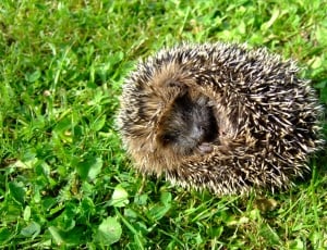 Rush, Nature, Cute, Prickly, Hedgehog, hedgehog, grass thumbnail